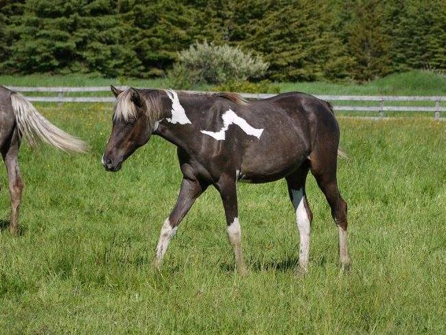 Lightning Stripes