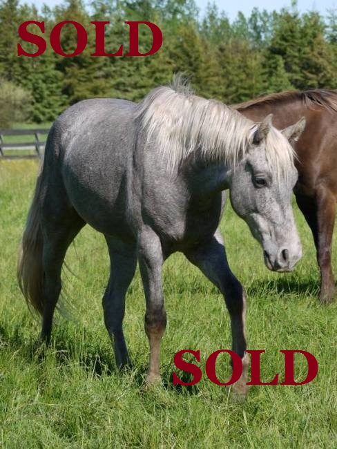 Click To View Pictures Of Seeker
